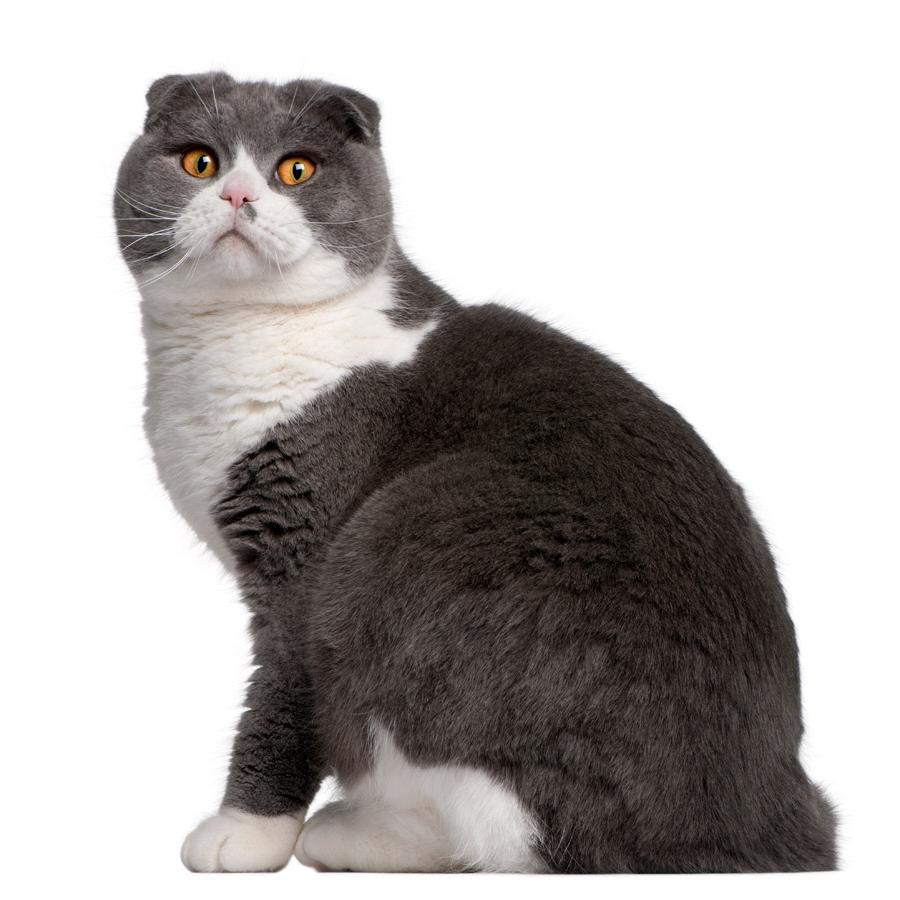 Scottish Fold - Σκωτσέζικη Φόλντ