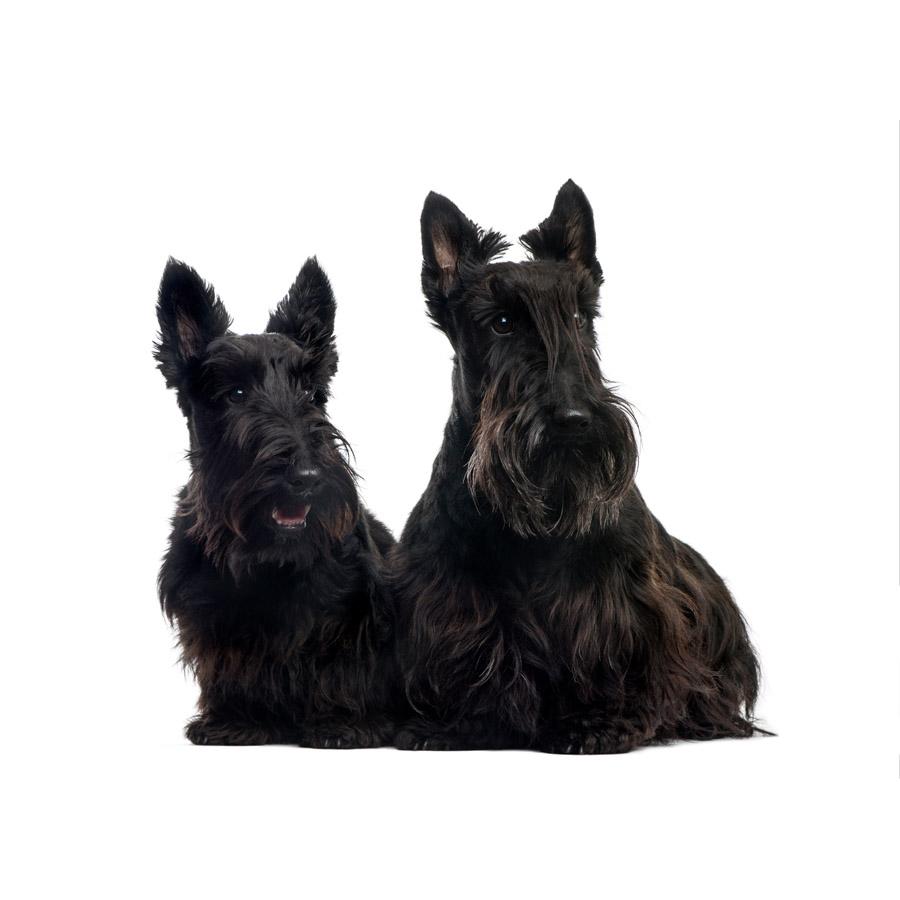 Scottish Terrier - Σκωτσέζικο Τεριέ