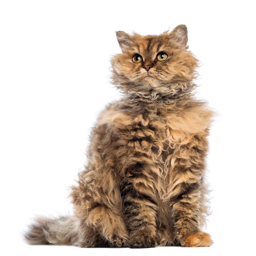 Selkirk Rex - Σέλκιρκ Ρέξ