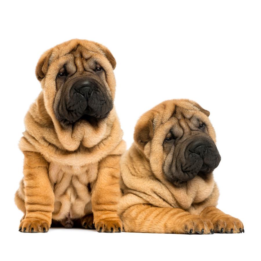 Shar Pei - Σάρ Πέι