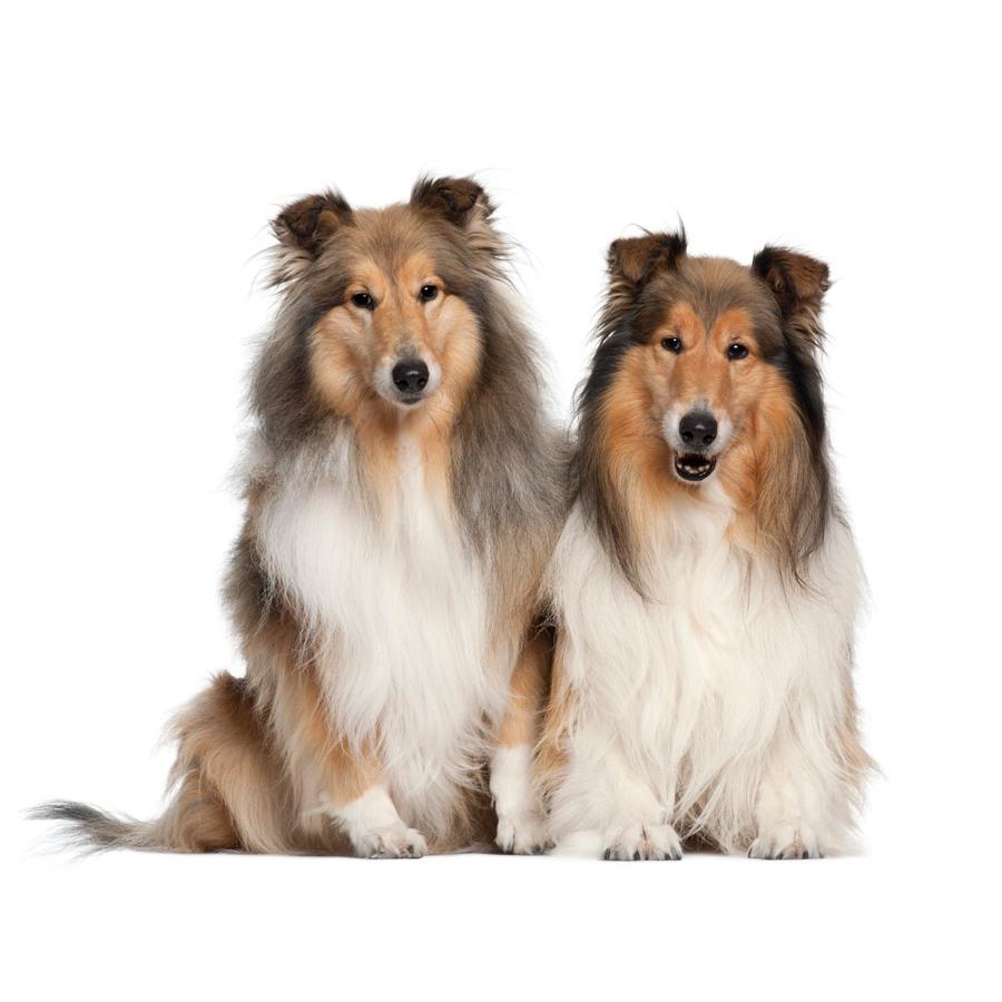 Shetland Sheep Dog - Ποιμενικό Σέτλαντ