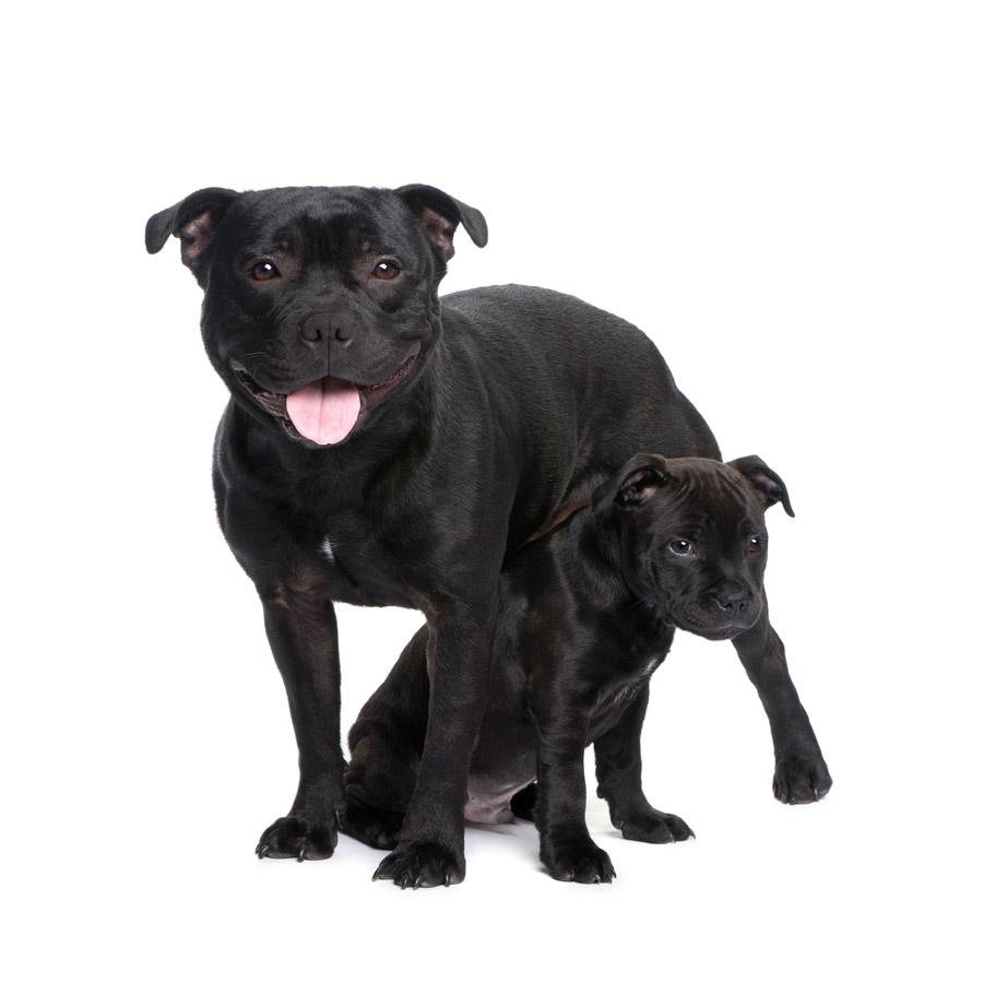 Staffordshire Bull Terrier - Σταφορντσαϊρ Μπούλ Τεριέ