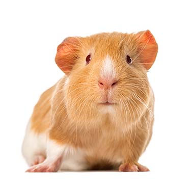 Θηλαστικά & Τρωκτικά