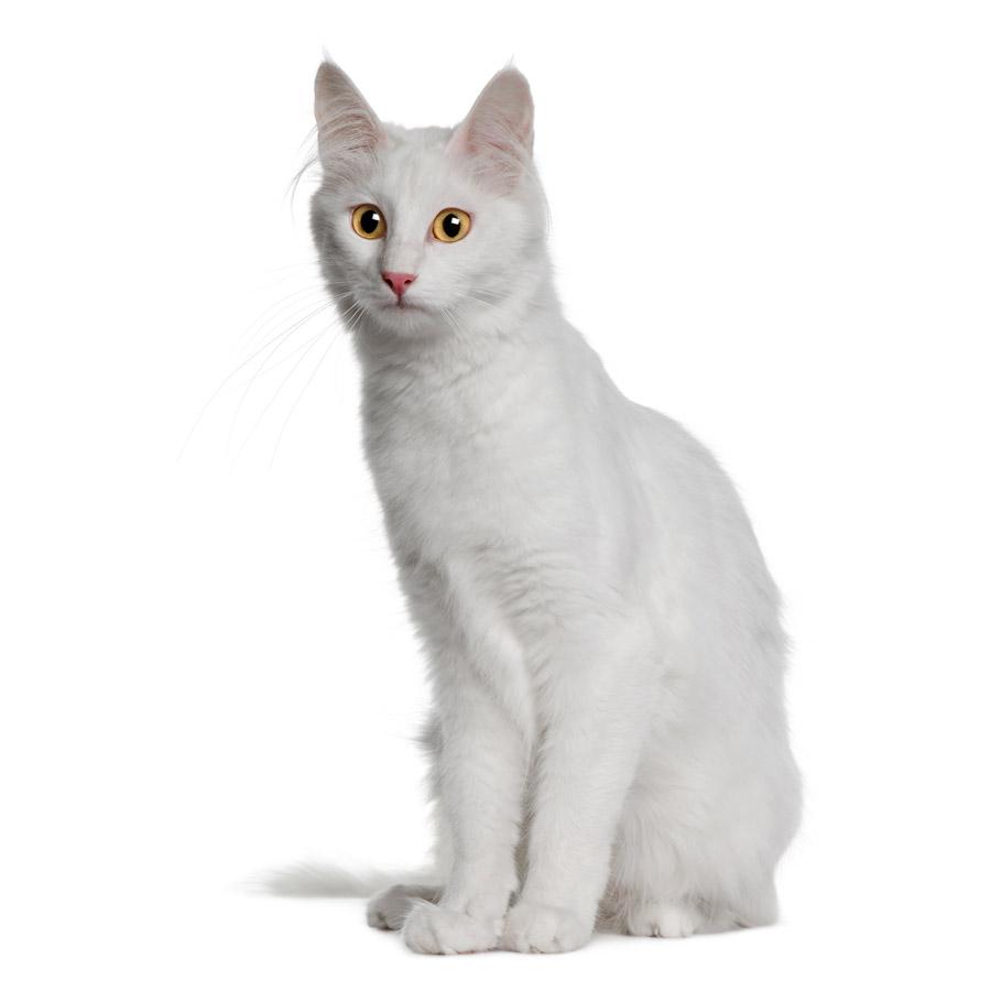 Turkish Angora - Τουρκική Αγκύρας