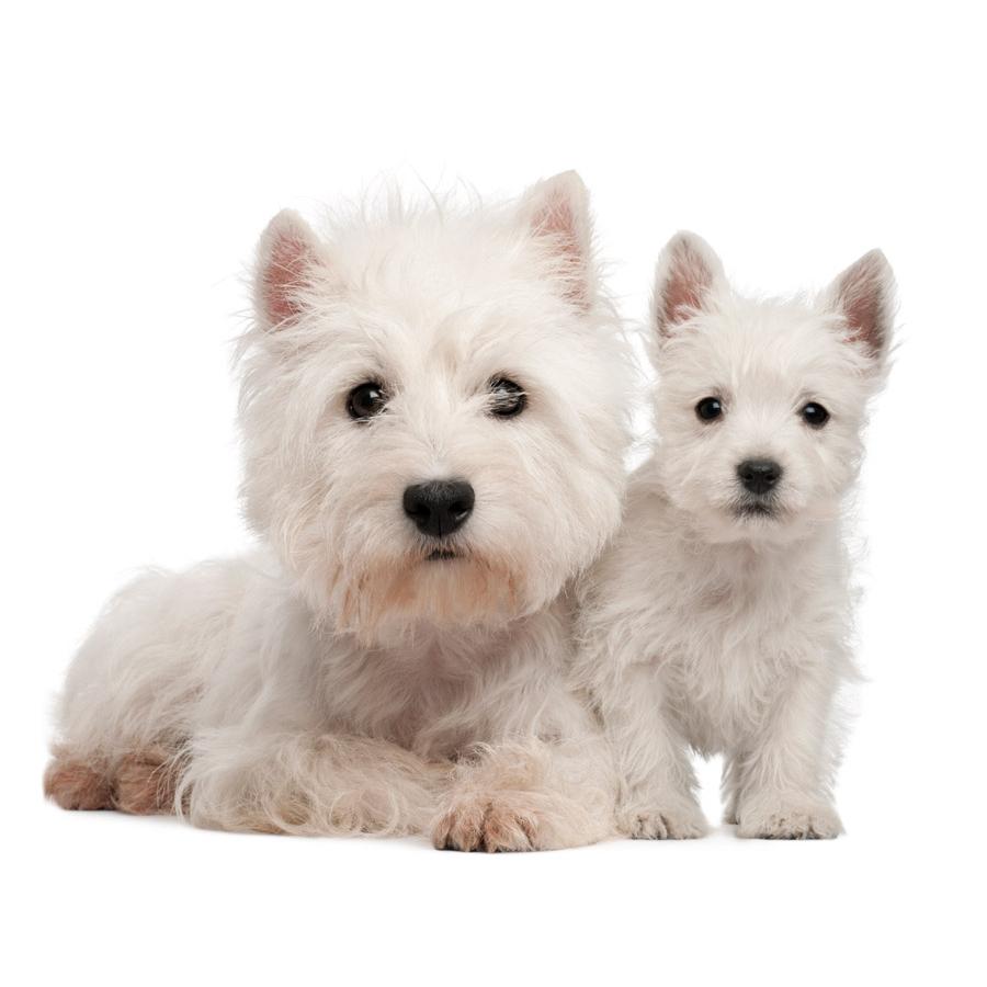 West highland Terrier - Γουέστ Χάιλαντ Τεριέ