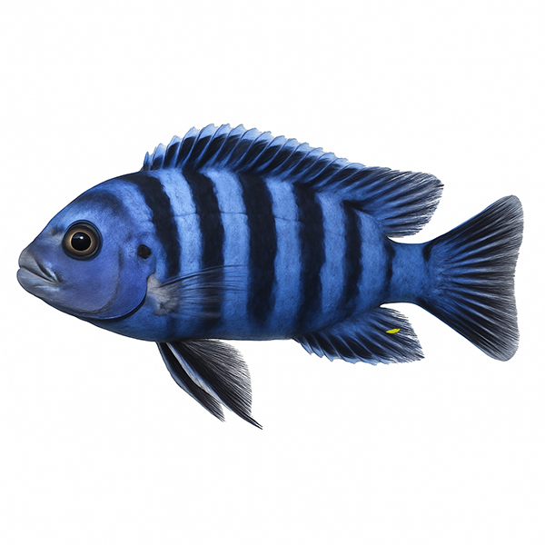 African – Αφρικάνες