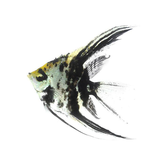 Angelfish – Αγγελόψαρα