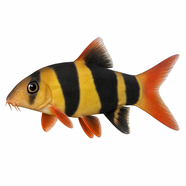 Clown Loach – Κλόουν