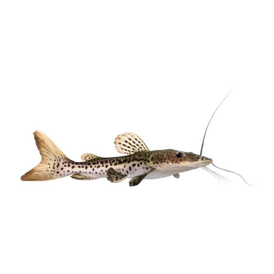 Catfish – Γατόψαρα