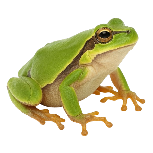 Frogs – Βάτραχοι