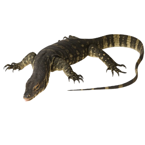 Monitor Lizards – Βαράνοι