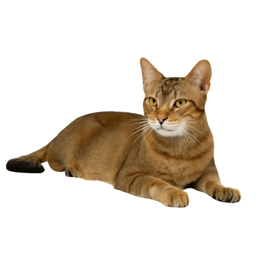 Chausie - Τσόσι