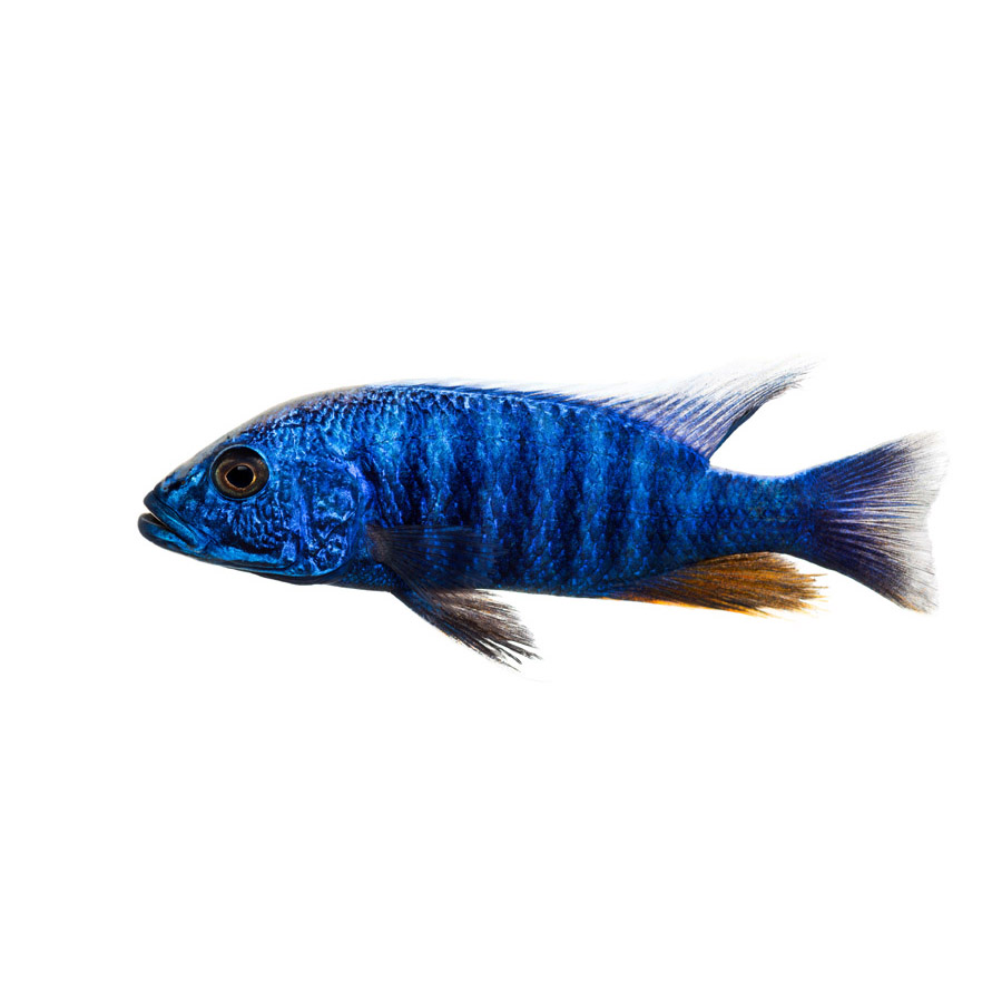Cichlids – Κιχλίδες