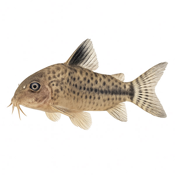 Corydoras - Γλύφτες