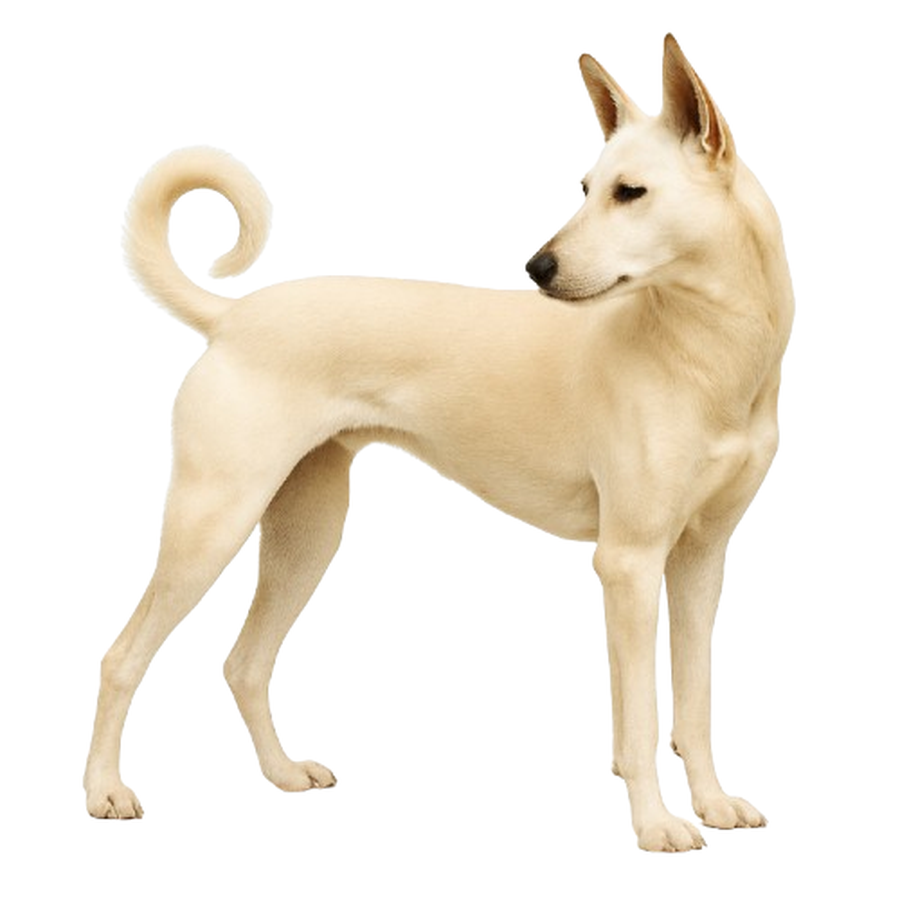 Cretan Hound - Κρητικός Λαγωνικός