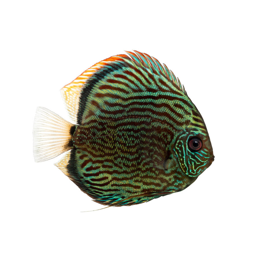 Discus – Δίσκοι