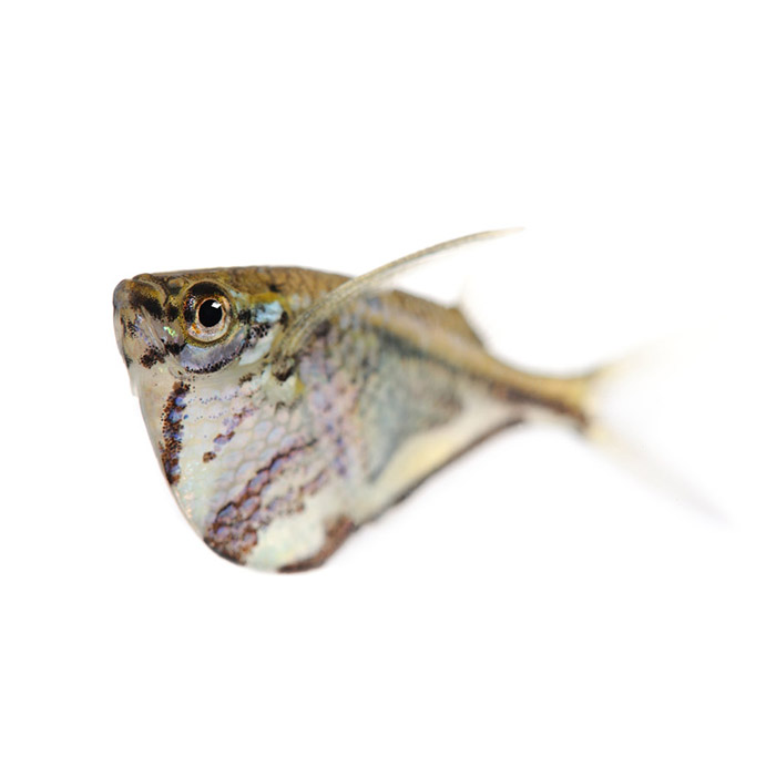 Gasteropelecidae – Γαστεροπελεκίδες