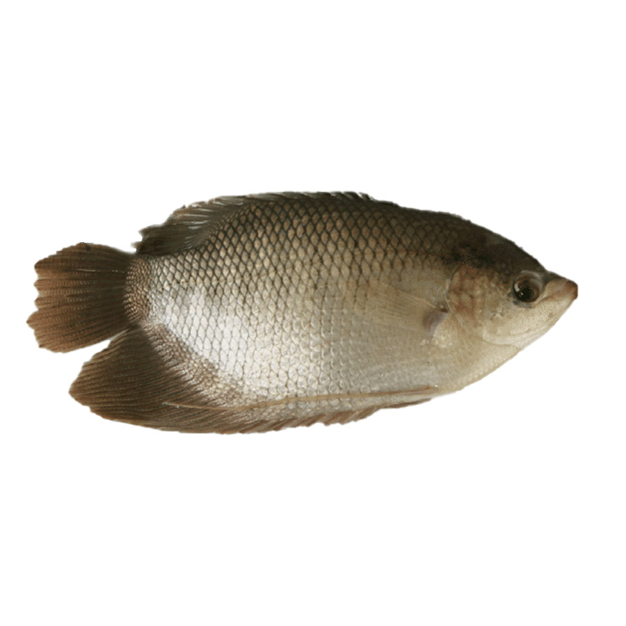 Giant Gourami – Γίγαντες Γκουράμι