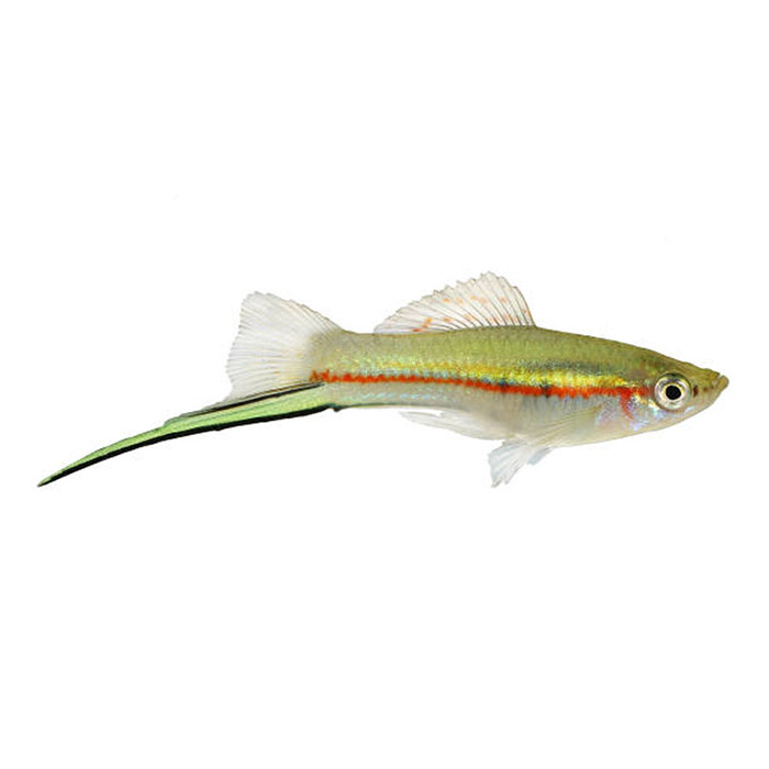 Green Swordtail – Πράσινοι Ξιφοφόροι