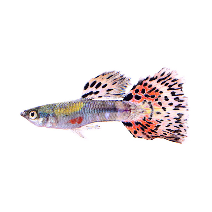 Guppy – Γκάπυ