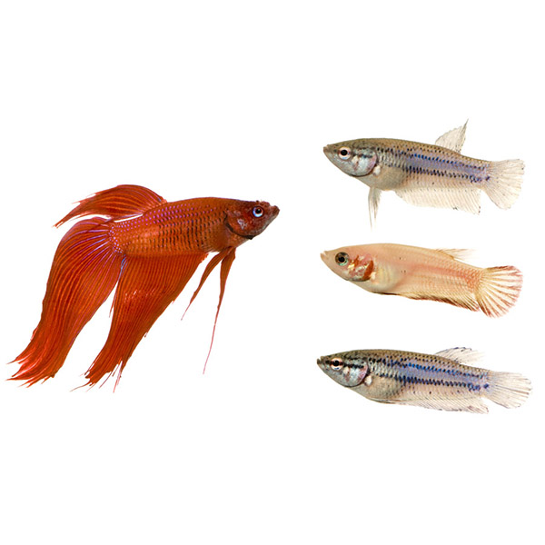 Other Fish - Λοιπά Ψάρια