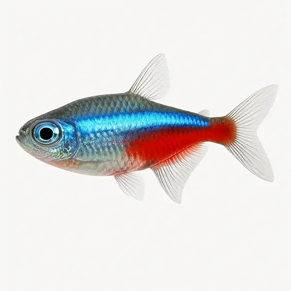 Tetra Neon – Τέτρα Νέον