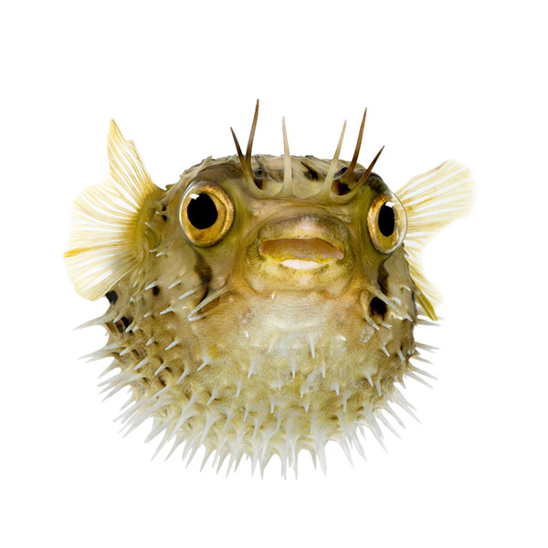 Tetraodontidae – Τετραοδοντίδες