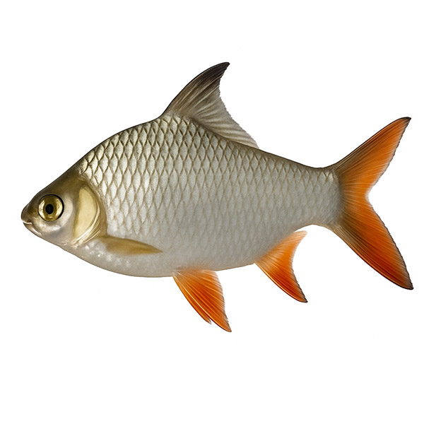 Tinfoil Barb – Τινφοίλ Μπάρμπ