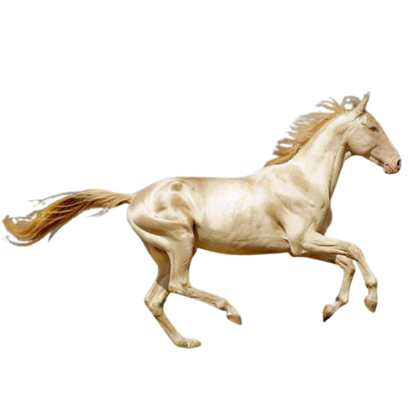 Akhal-Teke - Αχάλ Τεκέ