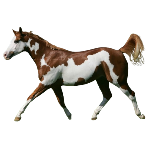 American Paint - Αμέρικαν Πέϊντ