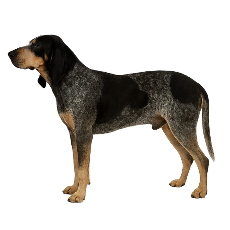 Bleu de Gascogne - Μπλέ της Γασκώνης