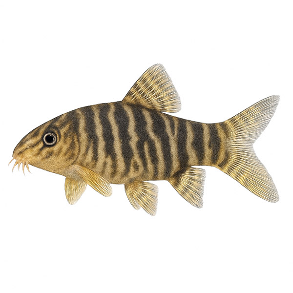 Botia – Μπότια