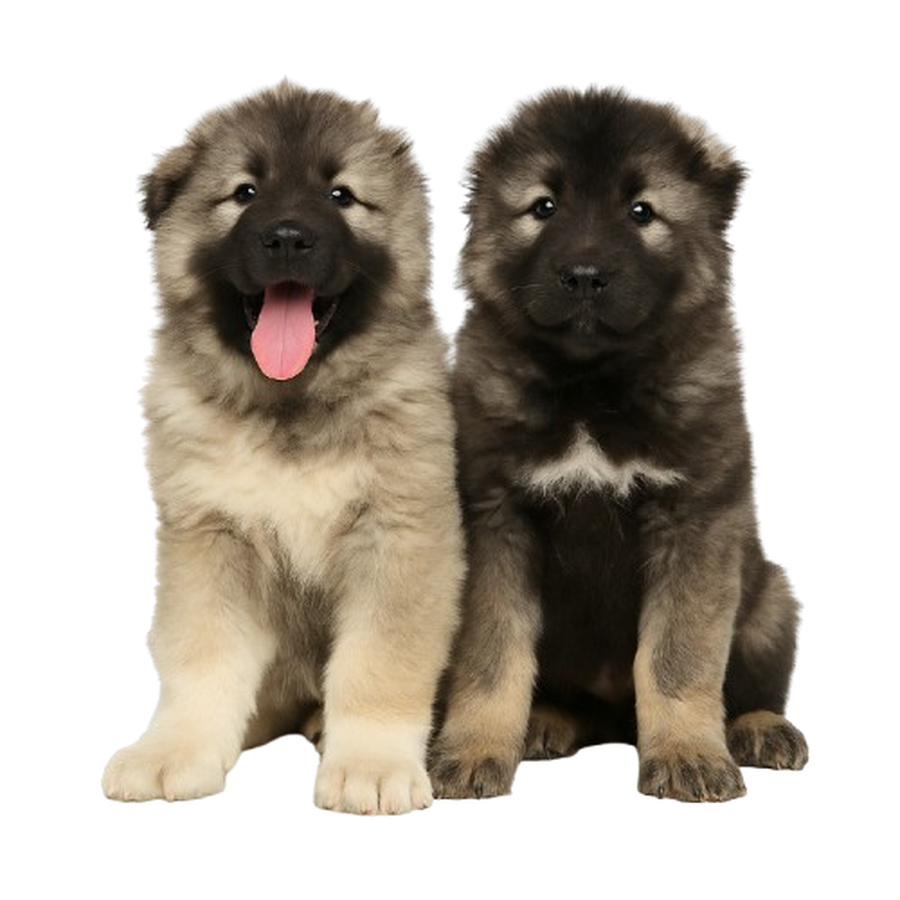 Caucasian Shepherd Dog - Ποιμενικός Καυκάσου