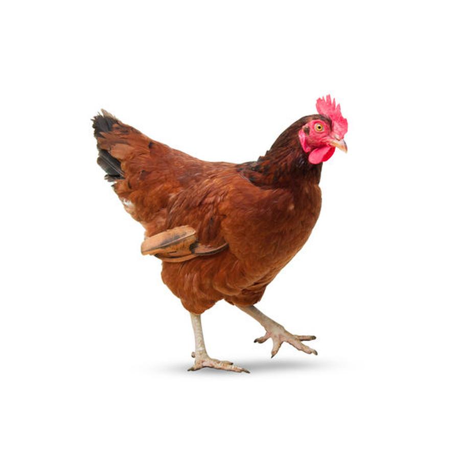 Chickens - Κότες