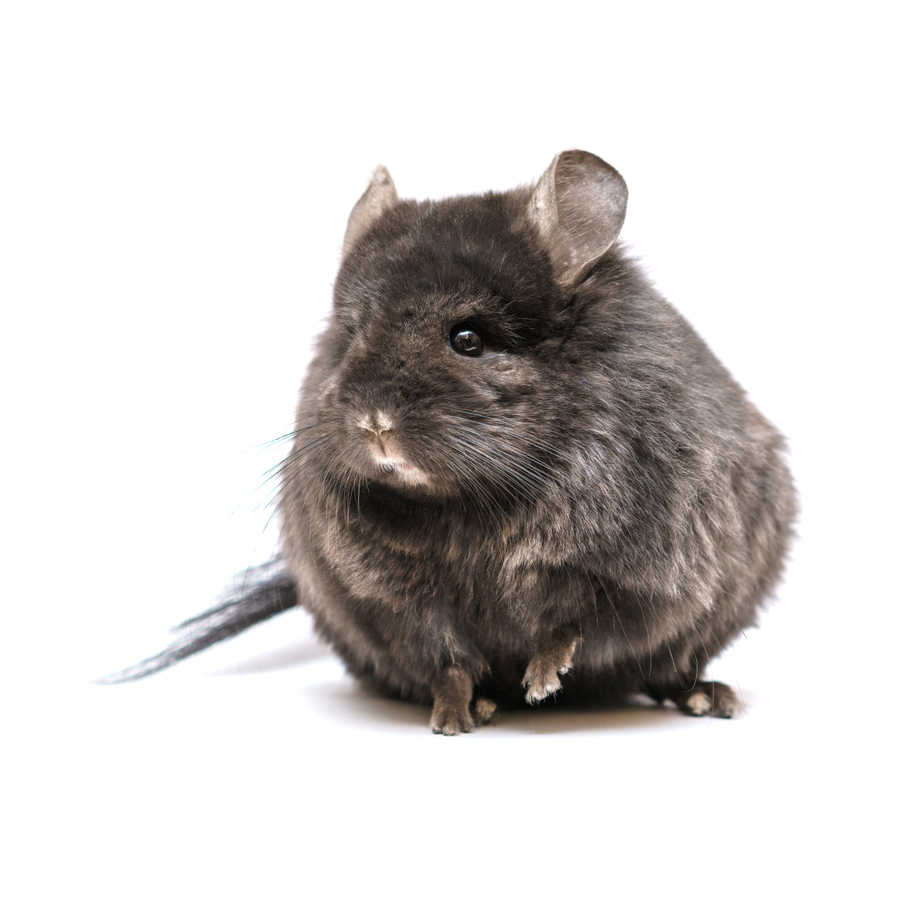 Chinchillas – Τσιντσίλα