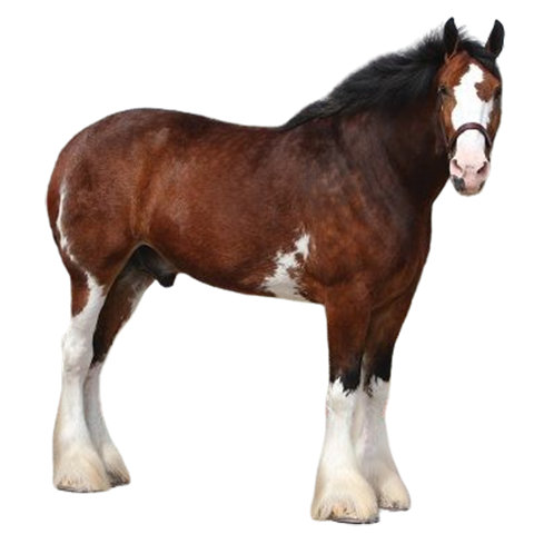 Clydesdale - Κλάϊντσντέϊλ