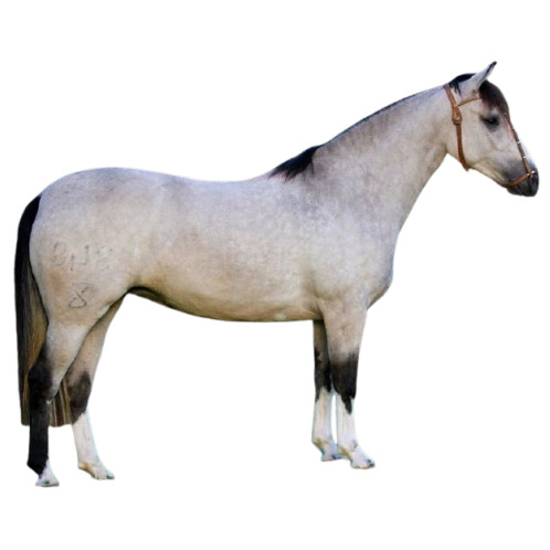 Criollo - Κριόγιο