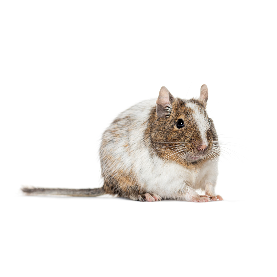 Common Degus - Ντεγκού