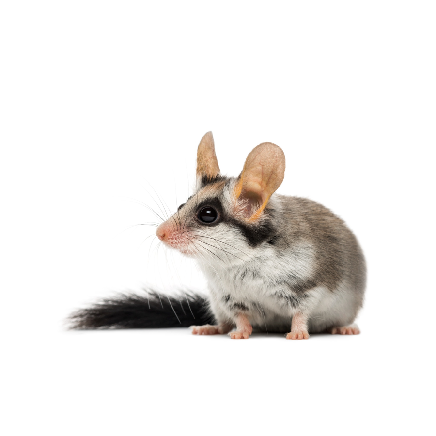 Dormice – Δασομυωξοί