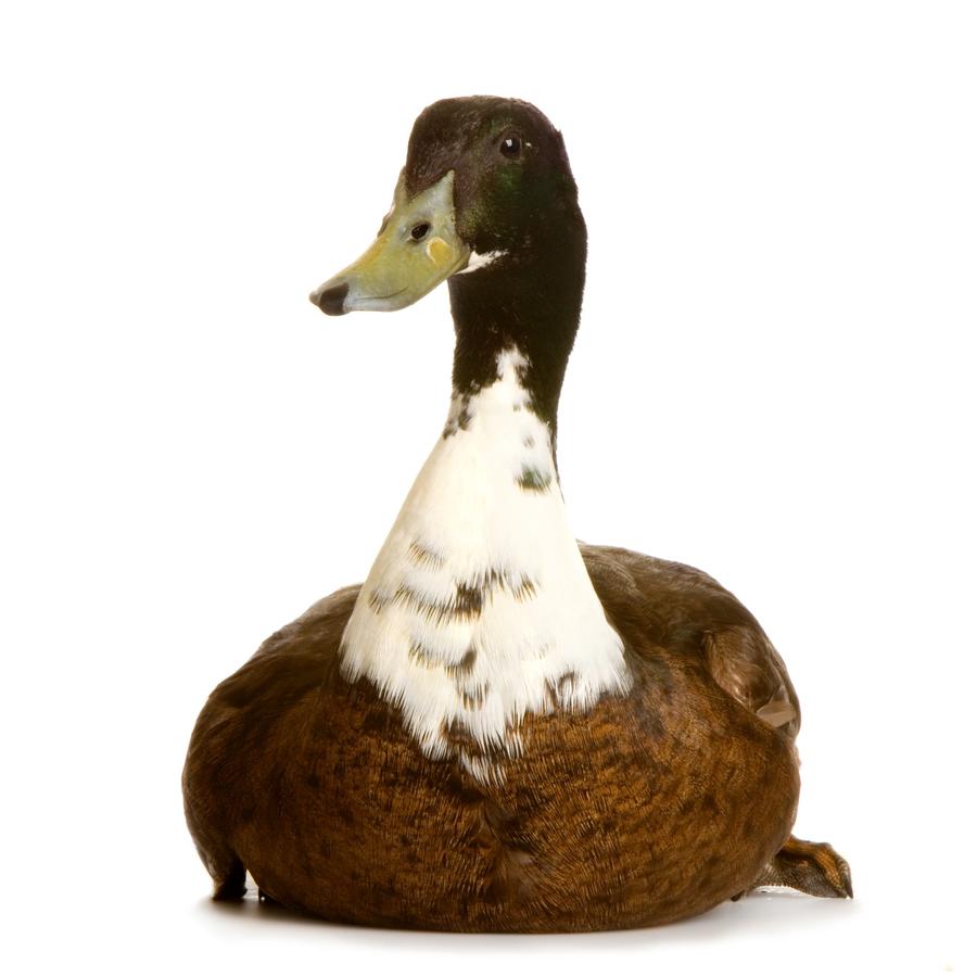 Ducks - Πάπιες