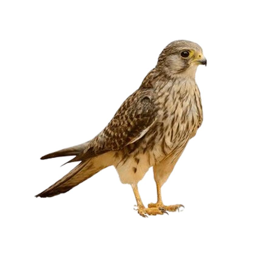 Falcons - Γεράκια