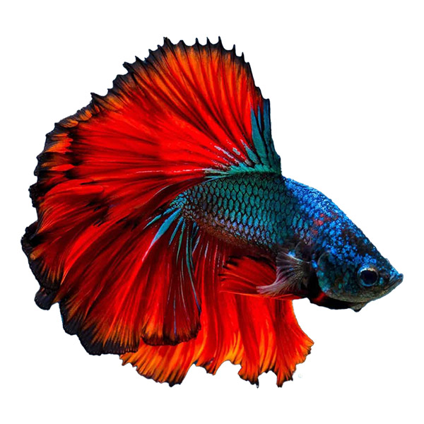 Betta/Siamese fighting fish – Ψάρια Μονομάχοι