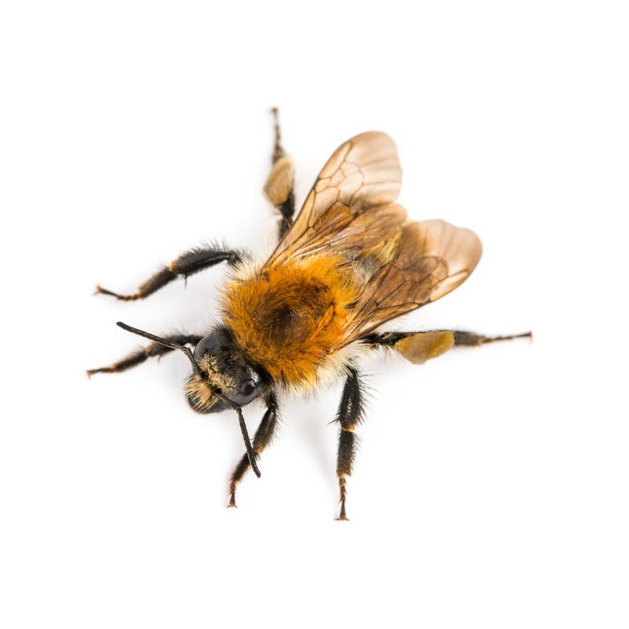 Bees – Μέλισσες