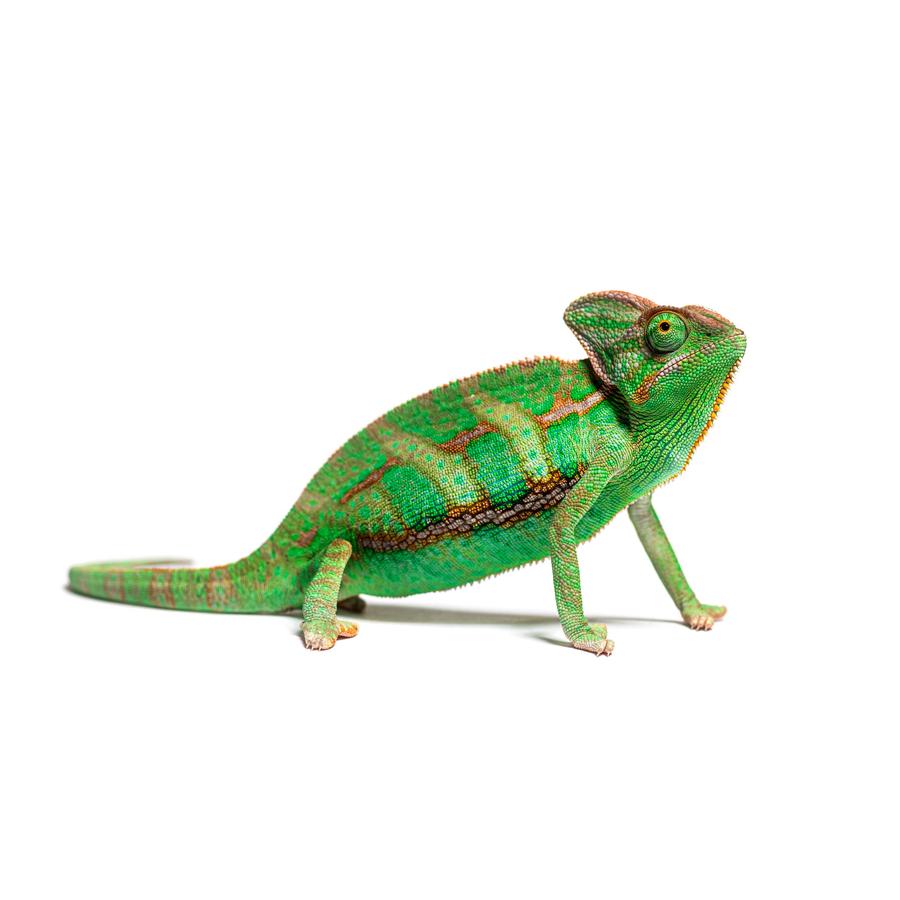 Chameleons – Χαμαιλέοντες