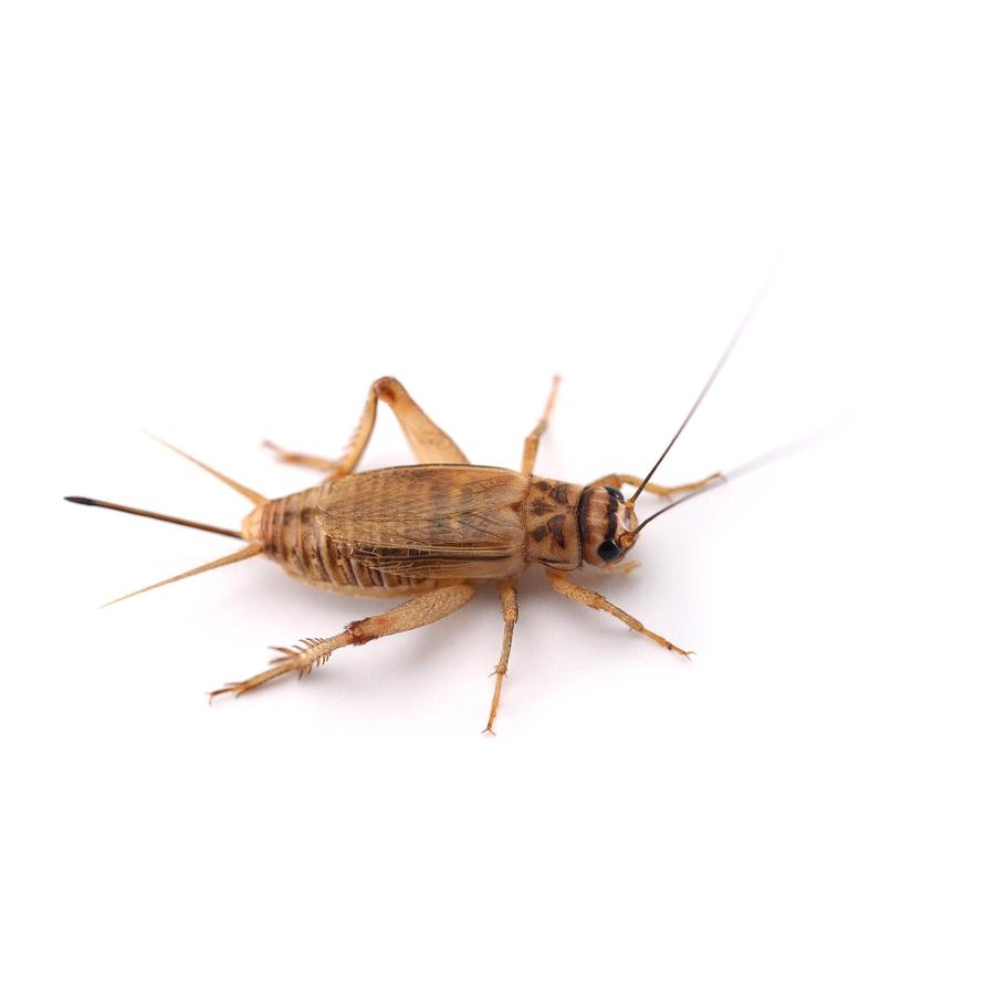 Crickets – Γρύλοι