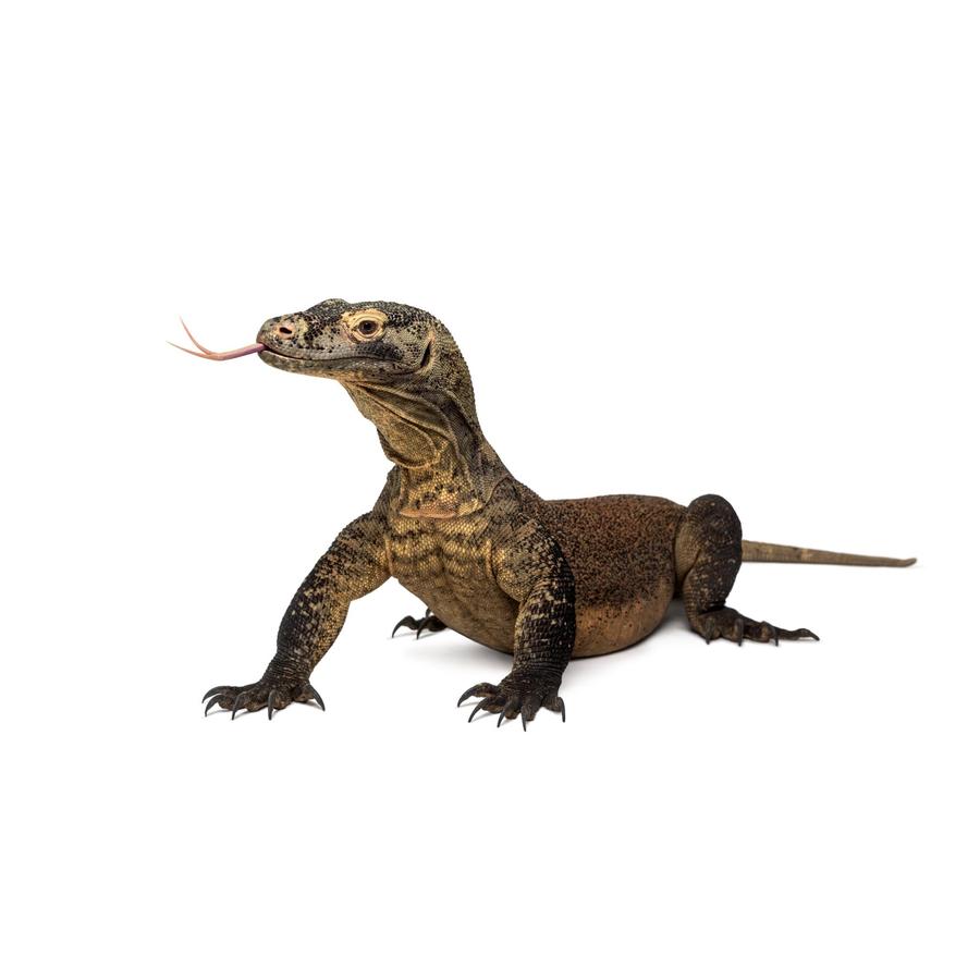 Dragons – Δράκοι