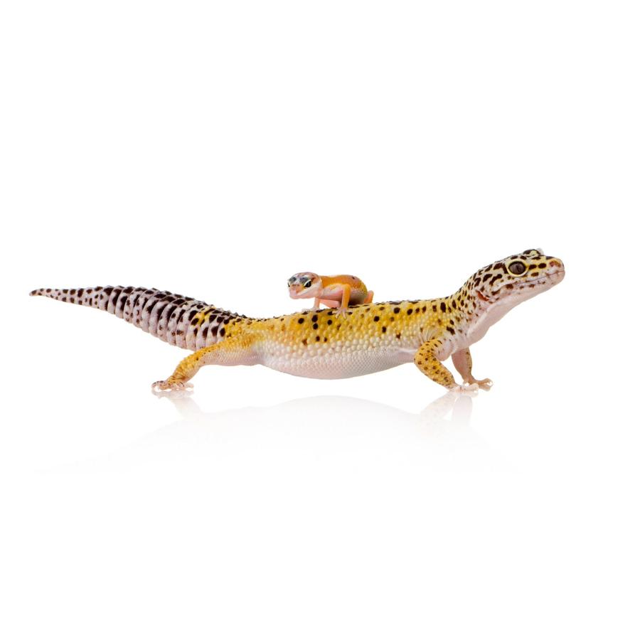 Geckos – Γκέκο