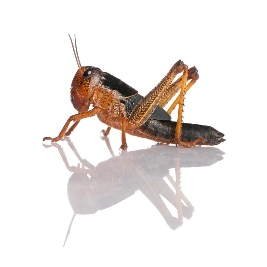 Grasshoppers - Ακρίδες