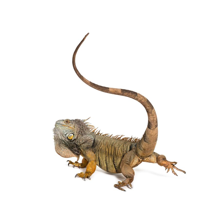 Iguanas – Ιγκουάνα