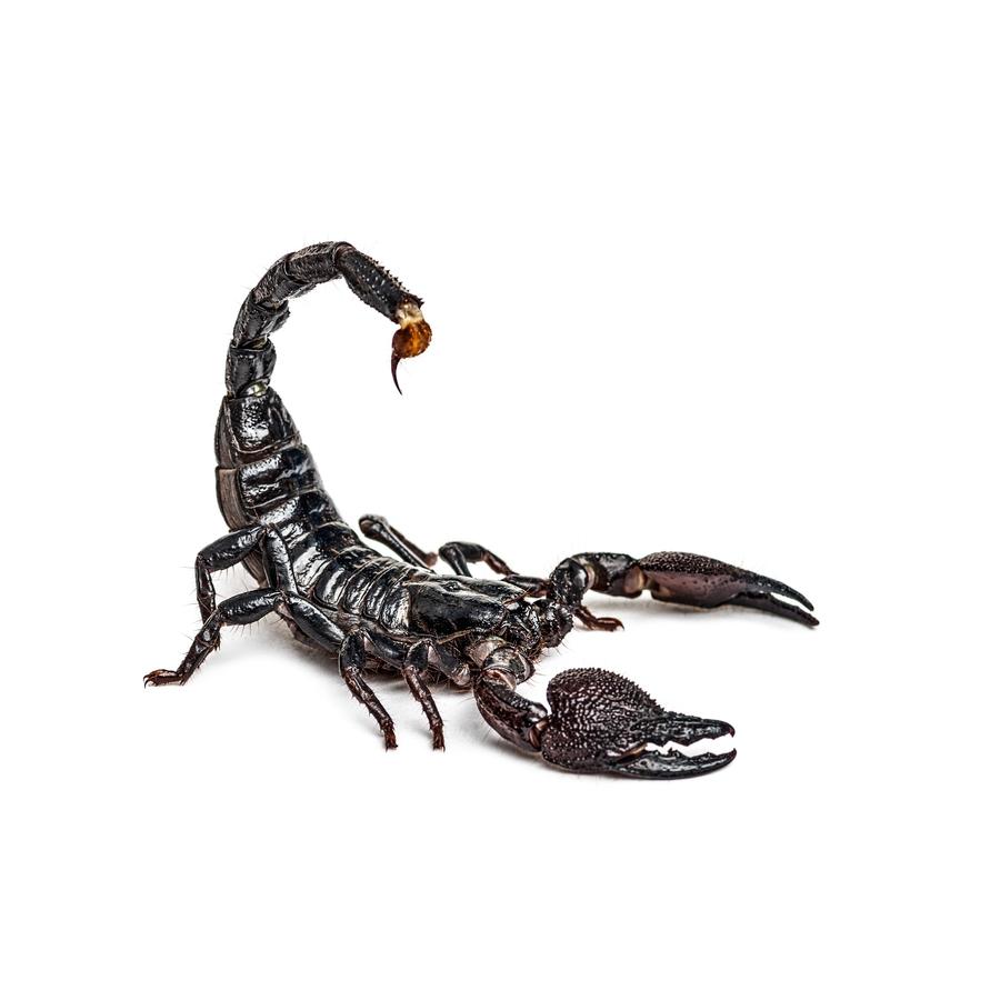 Scorpions – Σκορπιοί